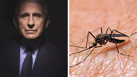 What is West Nile, the virus that sent Dr. Anthony Fauci to the .